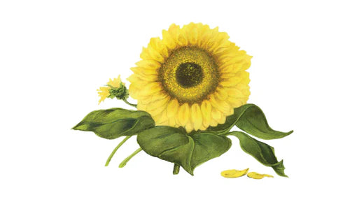 La petite histoire du tournesol