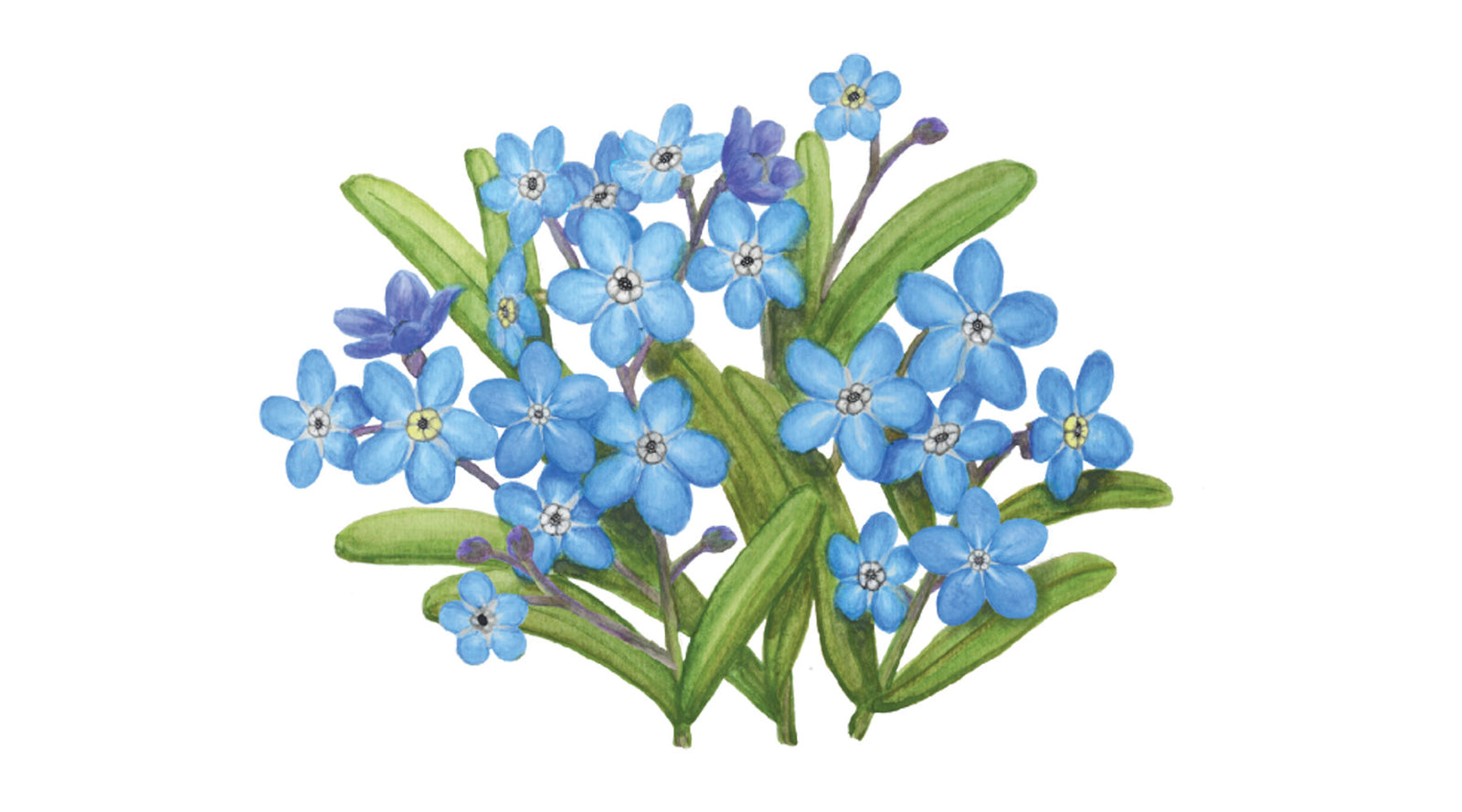 The story of the forget-me-not - Les thés FloralTea