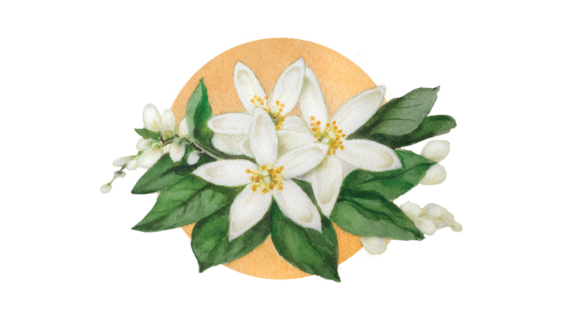 Tisane de fleur d'oranger - Bienfaits santé | Sommeil et Immunité